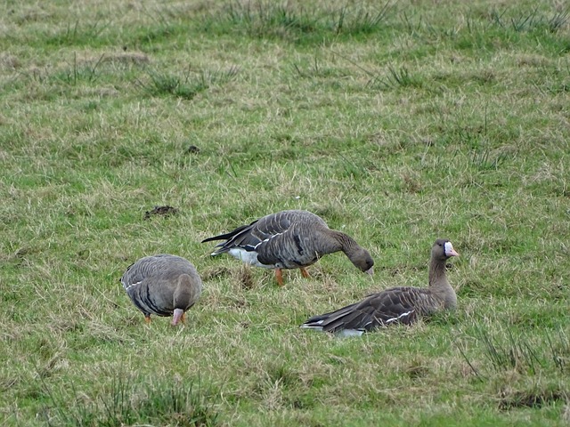 格林末节救赎 火箭121 - 110爵士！球员评分：3人满分4人合格2人崩盘.